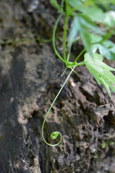 南縱走（象山、拇指山、南港山）446831