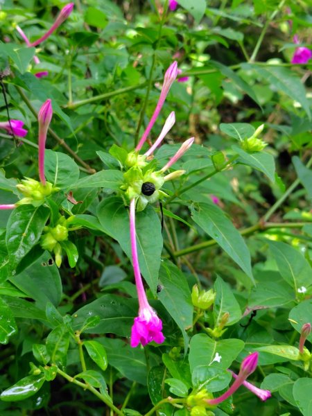 烏山、刣牛湖山、竹子尖山2891967