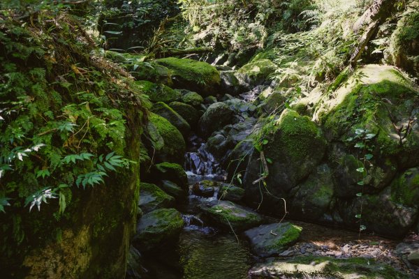 桃園復興區 處暑‧北插天山岩戶線2868423