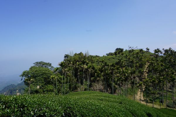 飽覽茶園風光~挑筍古道&大尖山步道299334