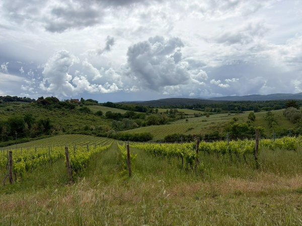 Via Francigena D3: monteriggioni-siena3072821