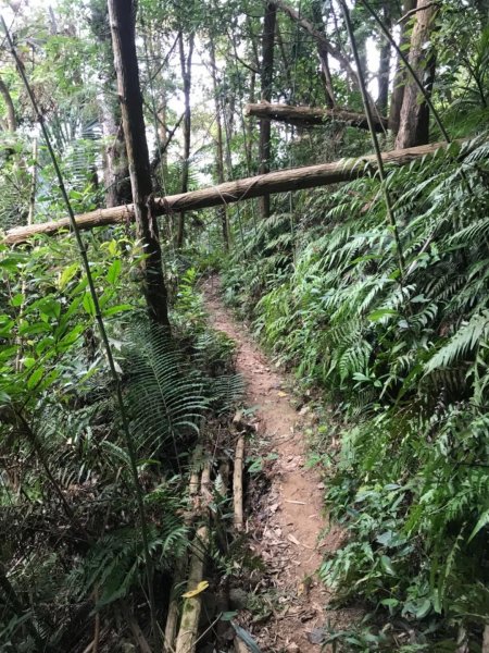 獅頭山、猿山、獅尾山三連走525967