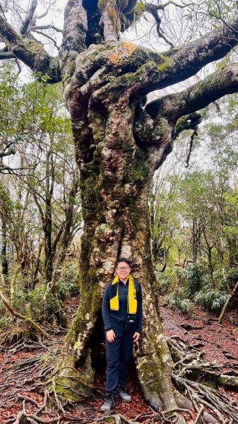 🌈12/28（日）北得拉曼神木+內鳥嘴山✨FB：熊熊趴爬走🌈2971282