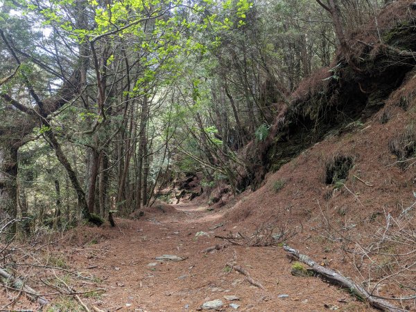 廢棄的伐木時期聚落「巒安堂」。陡下膝軟的「西巒大山」2137053
