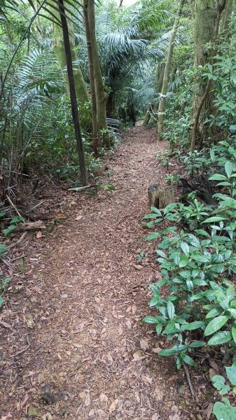 20250607 新竹竹東三山(樹杞林山 - 新具庄山 - 員崠子山)  O型2808888