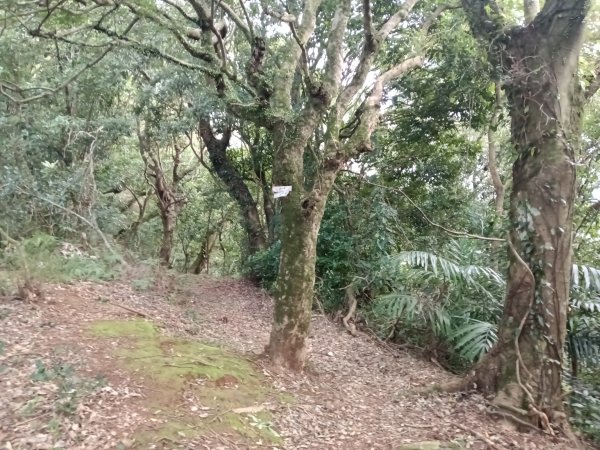 北投區大屯山西南南峰+西南峰+大屯山西峰+太子碑+清天宮步道O型2957146