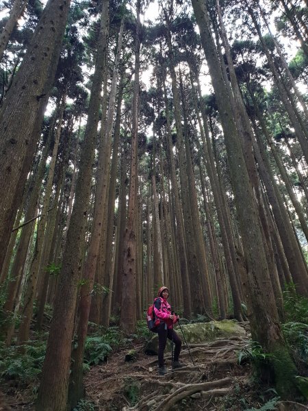 20190209再訪加里山523992