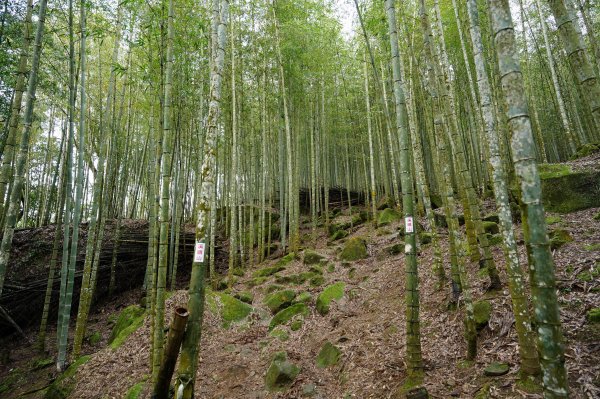 南投 鹿谷 溪頭山、竹崙山、志騰山2730627