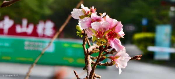 陽明山趴趴走 12/102958589