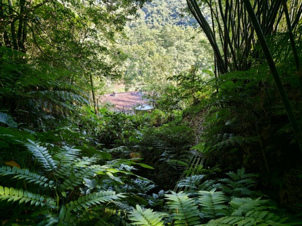[淡蘭古道] 2026_0614 南路第二段_倒照湖山步道3096908