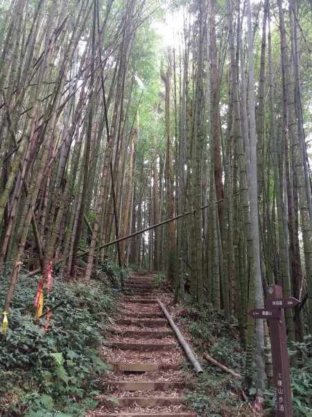 大凍山/霹靂山/雲之道/櫻之道696958