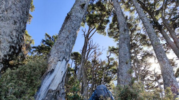 東埔上郡大山下對關山龍貓公車 2024年12月1日2659488