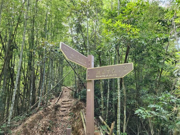 小百岳No.52⛰後尖山2555311