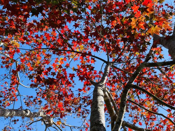 馬拉邦山-楓情萬種1545608