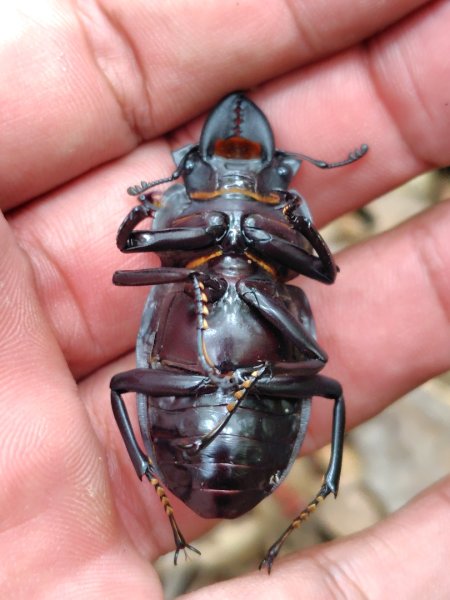 南東眼山連走有勝山2918710