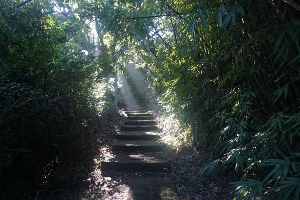 古道探訪｜竹林小徑、百年老樹幽靜古道1180471