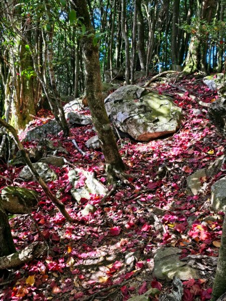 鳶嘴稍來山之楓紅／雲海2974062