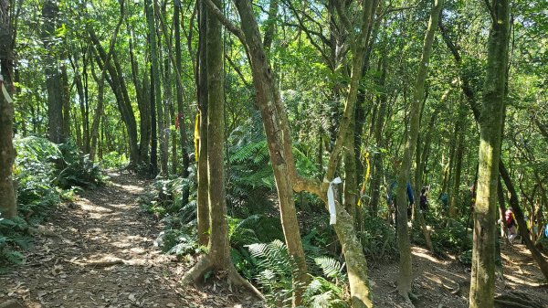 2023-11-19 楓林橋-溪山里山-甜水鴛鴦湖-帕米爾公園-聖人橋O型2352646