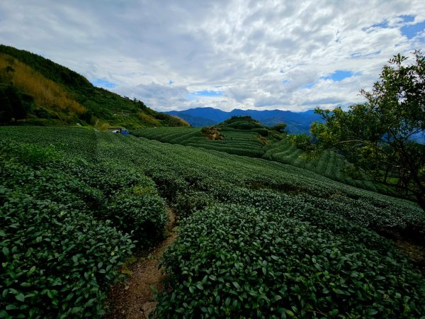 二延平步道&茶霧之道2636678