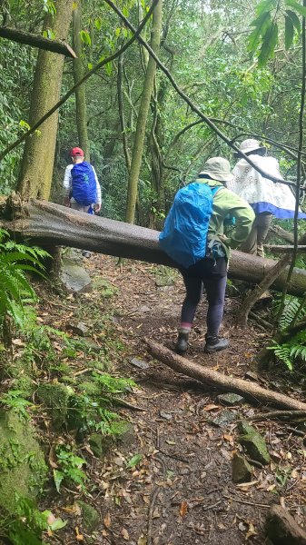 2025-01232淡蘭古道北二段(燦光寮古道到澳底)2696585