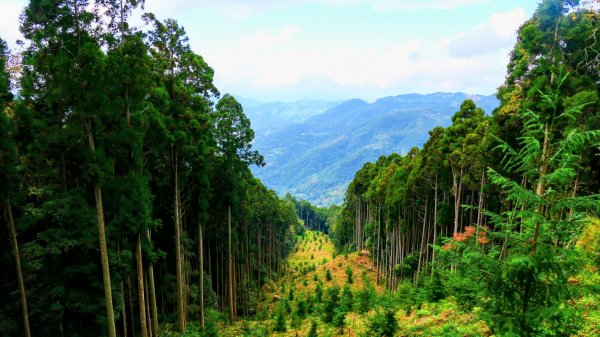 油羅山(一上三下)2959212