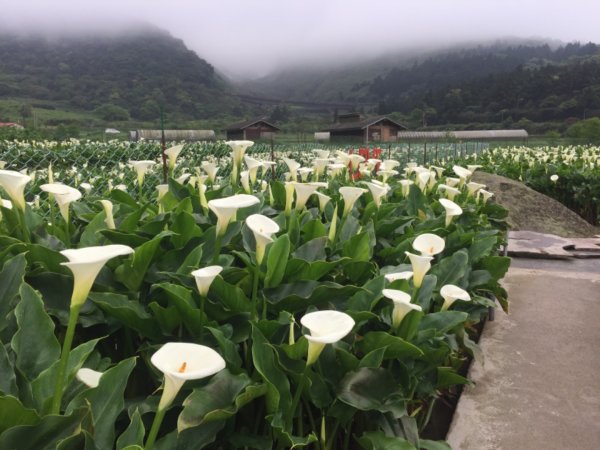 頂湖海芋910751