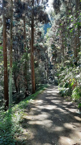《南投》竹林台灣杉｜溪頭山竹崙山志騰山O繞202302182035902