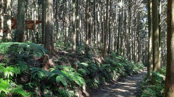 《新竹》幸福雲海｜鵝公髻山步道X山上人家202211051900112