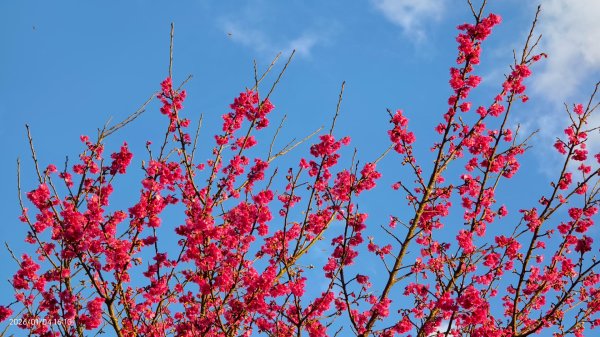 #花卉試驗中心 #永公路500巷 #平菁街42巷 #原住民公園 #士林官邸 1/42976583