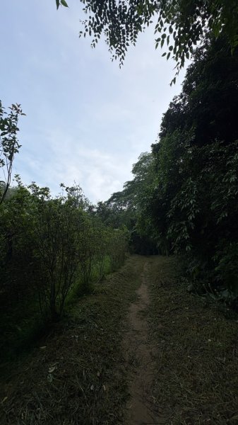 新化中興林場3106682