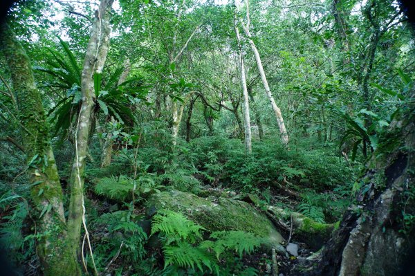 新北 烏來 波露山3000683