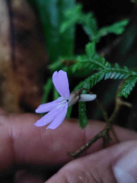 苗栗關刀山2975042