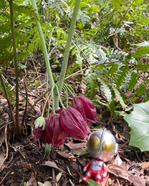 大屯西南稜-上大屯尋找八角蓮採野🥬-貴子坑連走六峰2756149