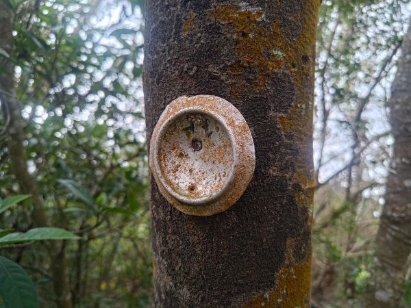 盆貿里山三盆連走2749604
