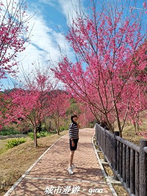 【苗栗獅潭】天晴賞花趣。 協雲宮櫻花步道x獅潭鄉神秘小徑x獅潭義民廟x銅鑼炮仗花海公園2999182