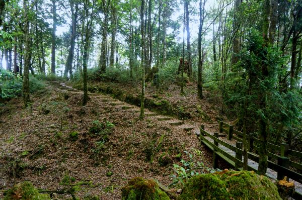 小雪山國家步道337732