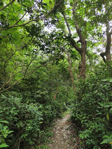 2024.04.14 倒別牛登中坑山飛鳳山O型2922816