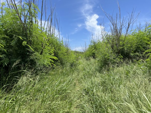 [山頂鳥40周年會員大縱走-03/15] 2024_0629 蛇頭山步道2539356