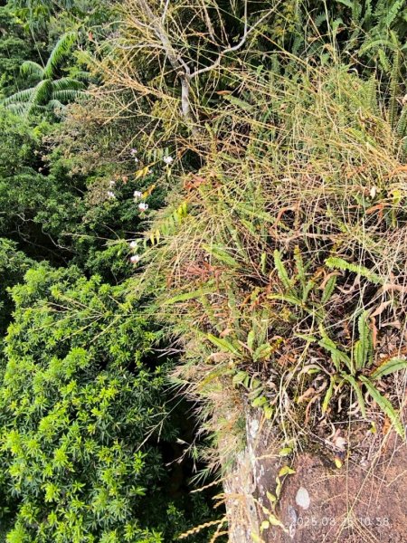 岩壁上的花、艷紅鹿子百合（22869788