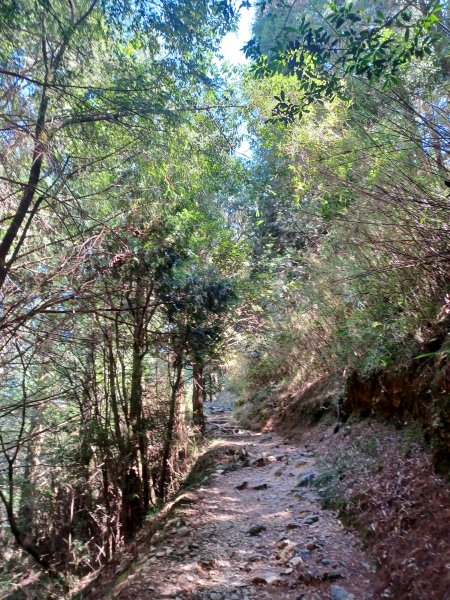 【台中和平】大雪山啞口觀景台步道2933078