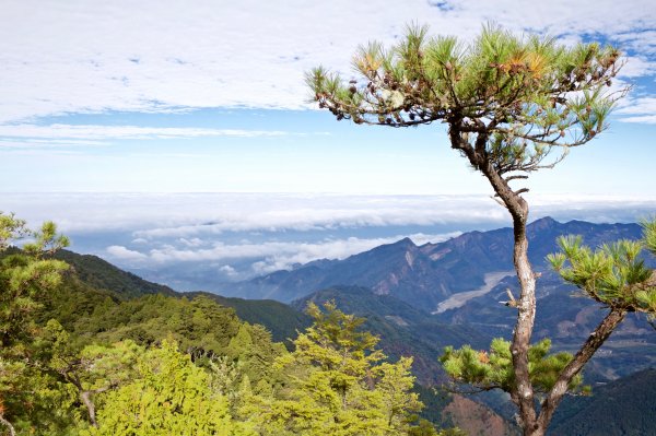 鳶嘴稍來山：晨曦與林相529073