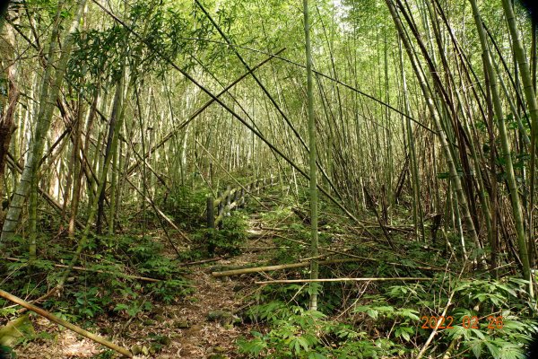 嘉義 阿里山 卓武山1623082