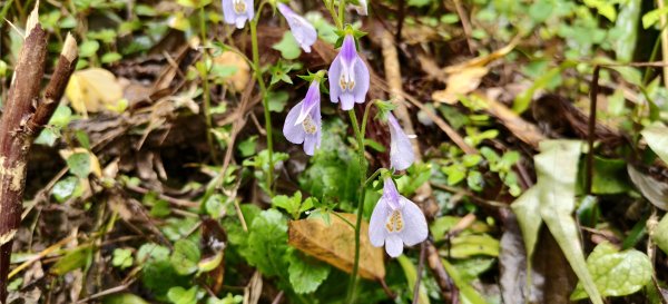 2026/03/01-紅淡山步道3010053