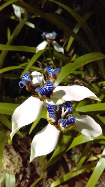 【臺北大縱走 6】象山拇指山南港山九五峰918407