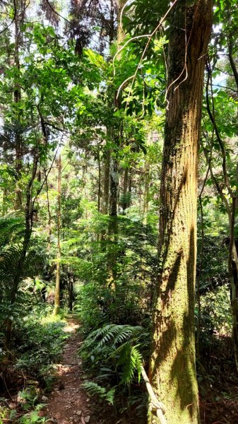 塔曼山，拔刀爾山，美鹿山南峰，內洞林道，大刀山，啦卡登山步道，桃園枕頭山，阿姆坪生態公園，大溪坪古道1795449