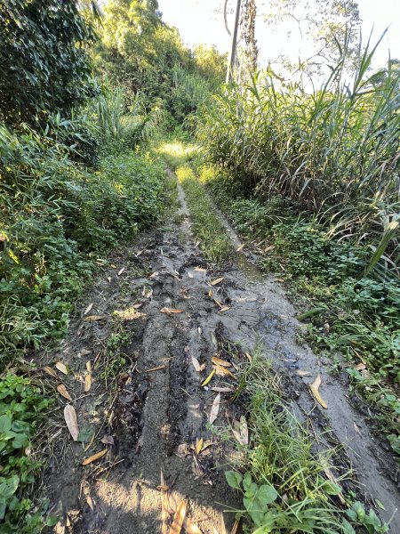 竹子尖山步道｜梅峰古道上～梅龍步道下1816777