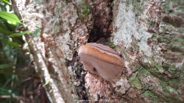 《新竹》遺世古堡｜尖石李崠山登山步道202507182841012