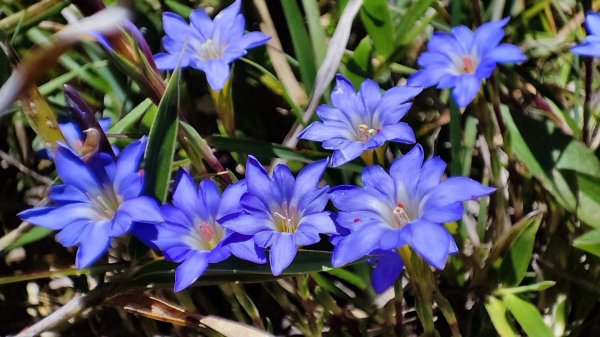 合歡山群峰（南峰、石門山、尖山、東峰）2626798