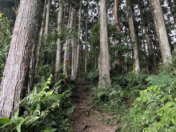 [皮皮獅探險隊-07/10] 2025_0719 油羅山步道2842691