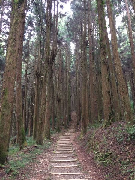 20180401-阿里山特富野古道301320